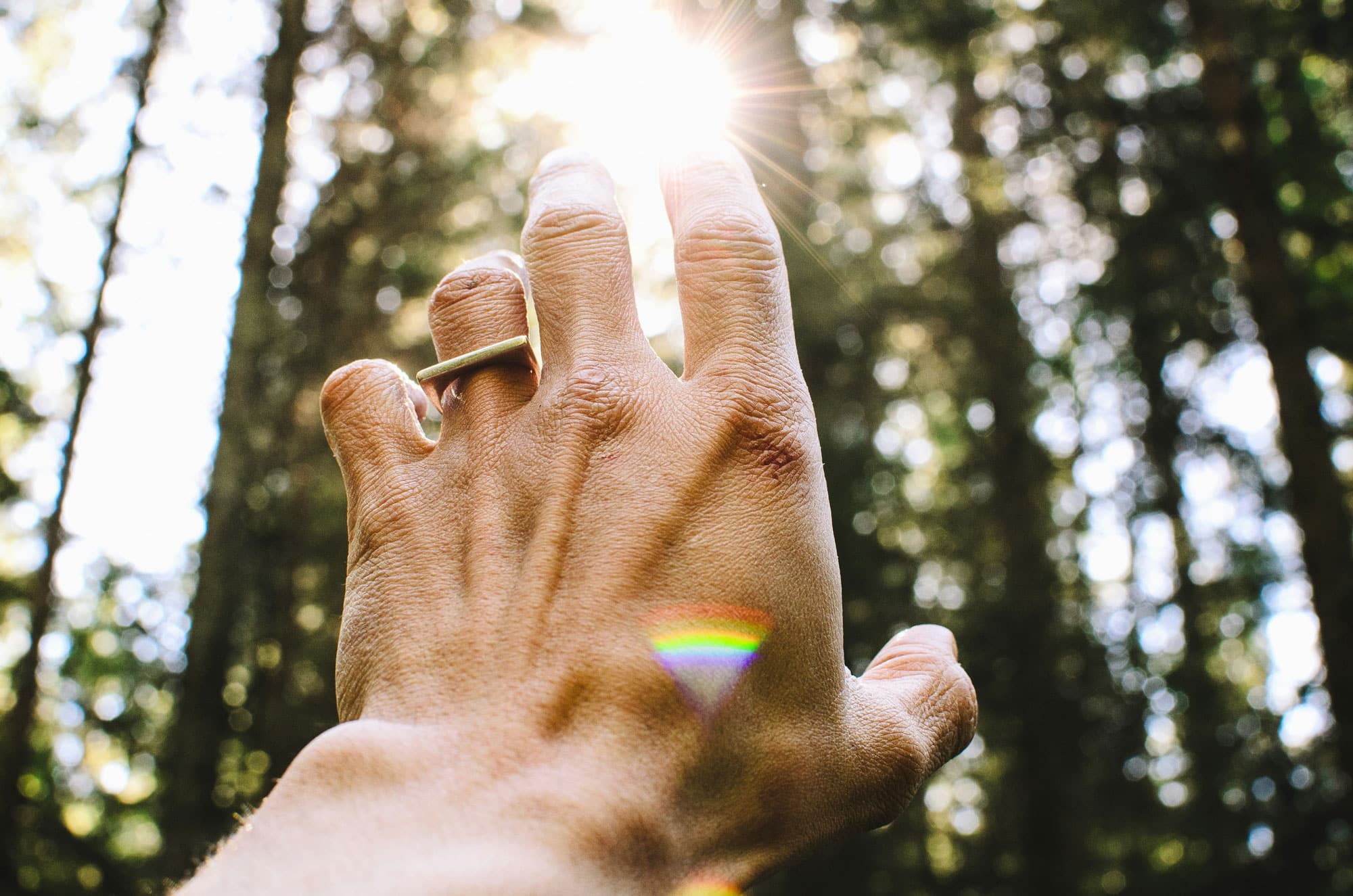 Hand reaching towards sun with forest background.